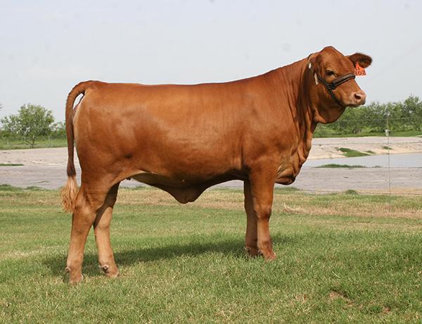 DAUGHTER - LMC +S Polled Madonna topped a LMC GenePLUS sale selling for $33,500 to ECC and K-K.