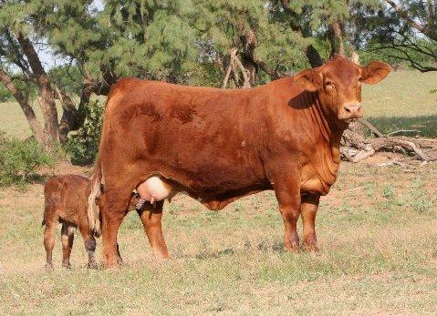 Dam - LMC Sweet Dreams - a champion with lots of champions in her pedigree