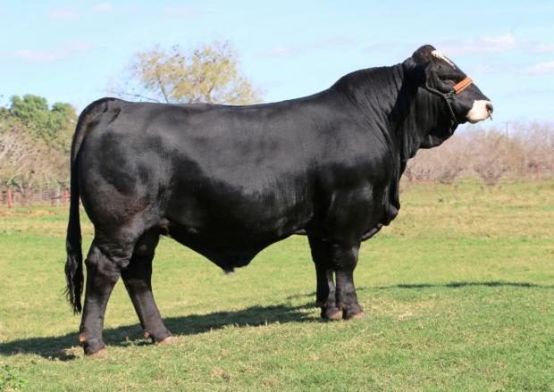 Sire - the champion LMC BB Manziel - 46. 5 CM testicles and 4.60 % IMF at 13 months