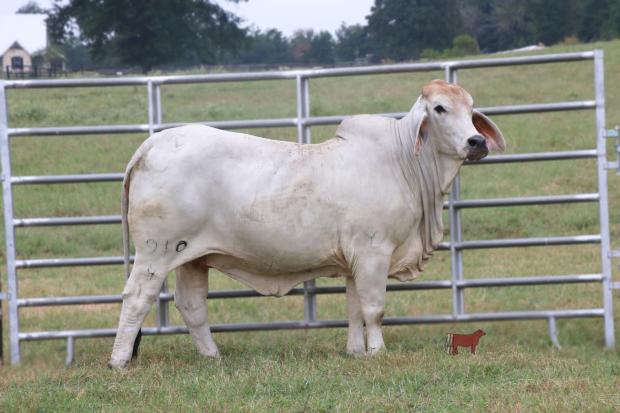 Dam to embryos: JDH Lady Philou Manso 910/4