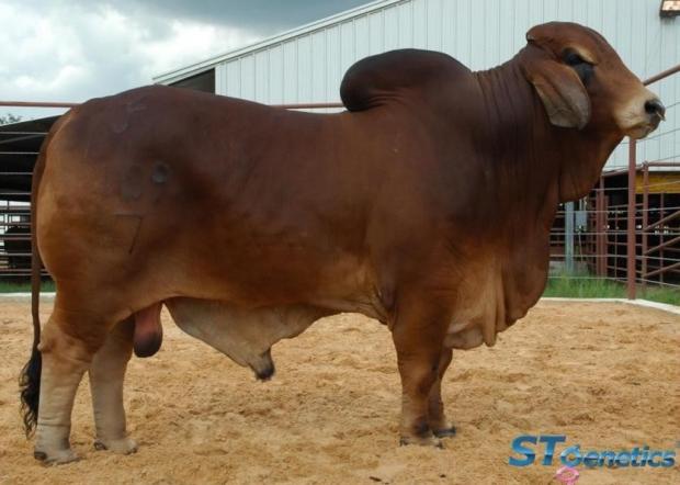 Sire: +TJF Mr. Smokin Gun