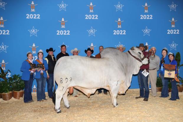 Service Sire: 2022 International Champion JDH Rafiki Manso 893/7