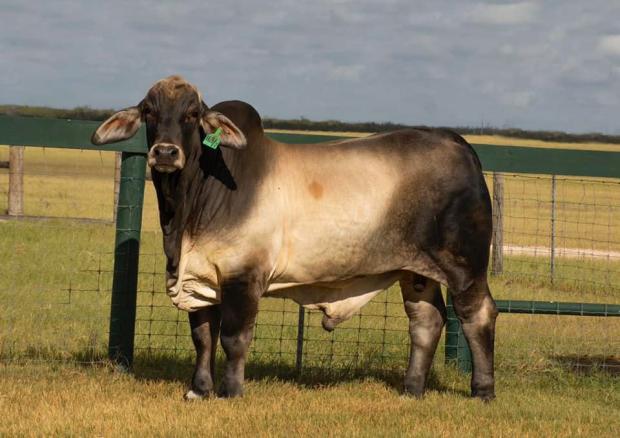 Service Sire: LMC Polled Elijah 