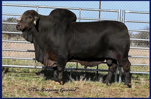 Sire of Embryo
