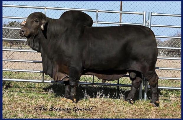 LMC LN Polled Pappo 136/6 (PP) x Miss MF Lady Katy 5/1- 3 Female Sexed  Embryos - Lee's Cattle Sales