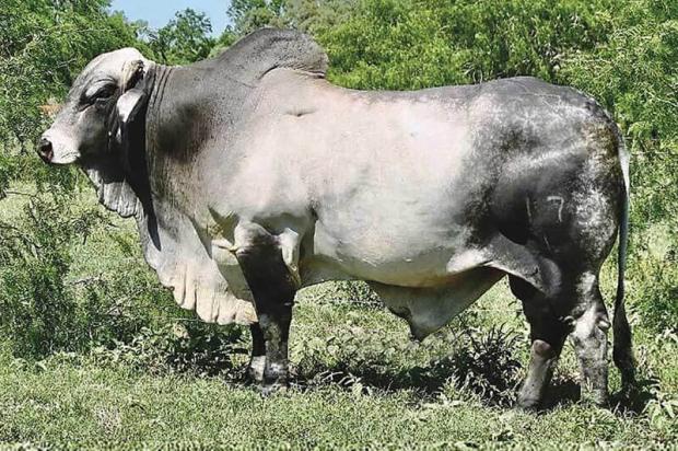 Sire