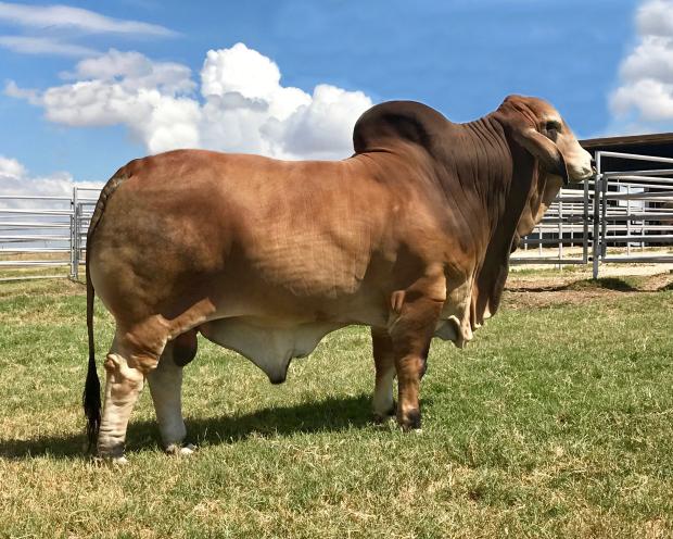 Polled Pappo - sire to F - 258
