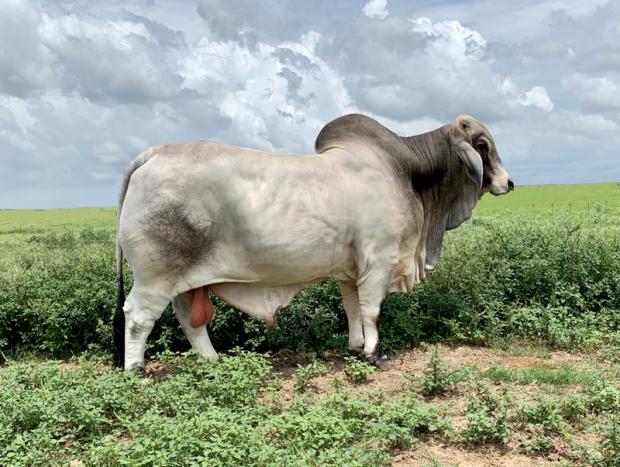 SIRE - talk about BUTTS, GUTS & NUTS !!