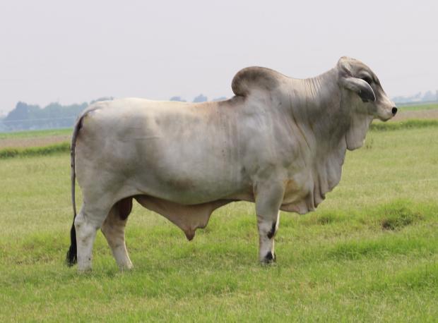 Sire - an own son of +LMC LF Ambassador and a top producing David Domsch cow . Semen is available !!