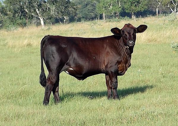 C528 sired by LMC Justice born 12/31/15