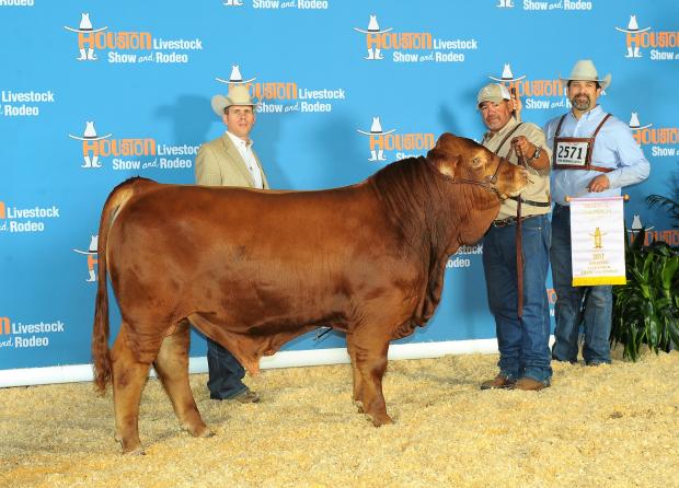 Champion Paternal Brother - LMC BBS Rambler owned with La Negra - semen available