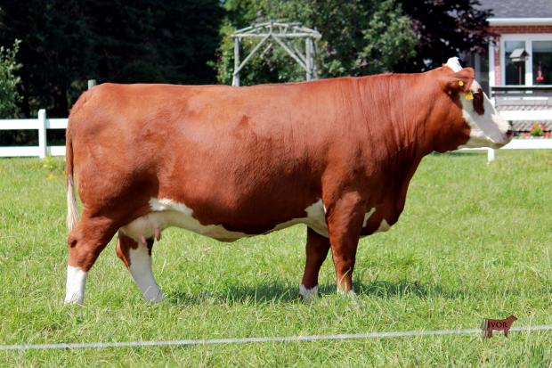 DAm of LXAA 20C