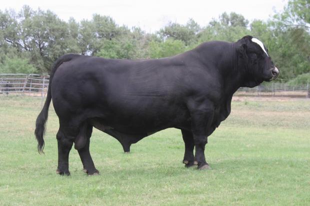 Sire - 2009 Reserve National Champion - LMC ATZ Dr. Feel Good - bred by Jacob Atzenhoffer