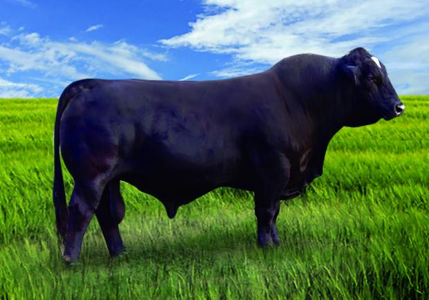 Maternal Grandsire - a popular top semen seller, 3/4 x 1/4 6G LMC Rajin Cajun