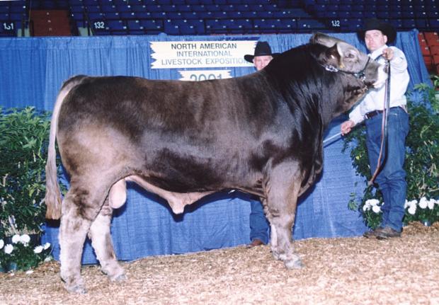 WTR Jolt - maternal grand sire