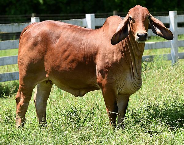 typical POLLED Red River daughter