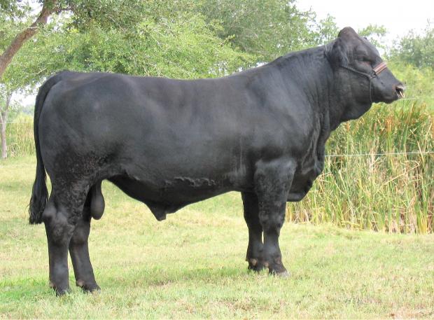 Maternal Grandsire - Ankonian Socrates - Houston Champion Simmental