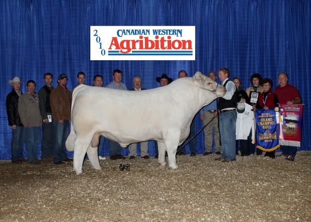 Farmfair Supreme Champion bull & Agribition Champion PCC Sudden Impact 848U