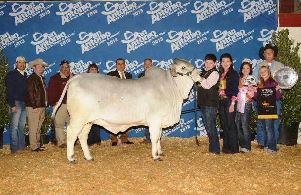 Maternal Sister - LMC Polled Spice - $10,000 Jr. SA Show winner for Winston Walters