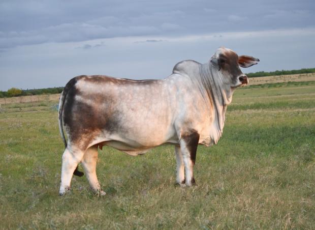 Champion Daughter - LMC Polled N Pretty recently sold for $15,500 to Baring Cattle Co.