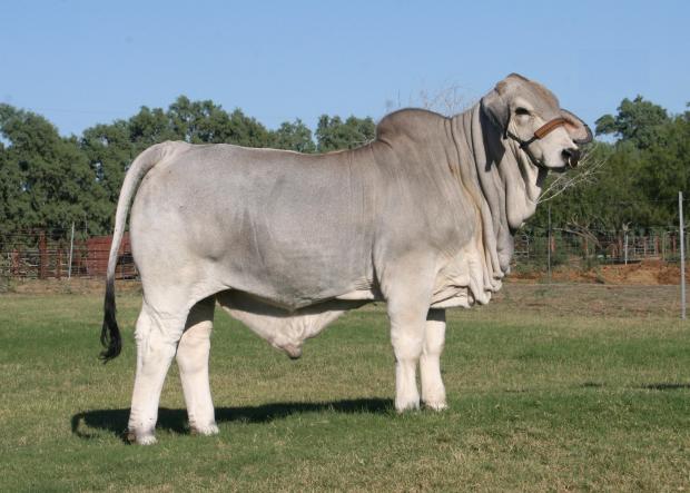 Champion Son - LMC Polled Boss is owned by Kempfer Cattle Co. & sired their top selling bull at $11,000