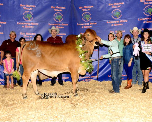 Champion Steer - maternal sib - LN Rango 292-2