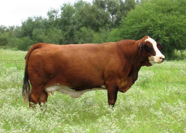 Maternal Granddam - the famous LM 3E-89, the dam of LMC Full House, Gig'Em & 90 + awesome calves