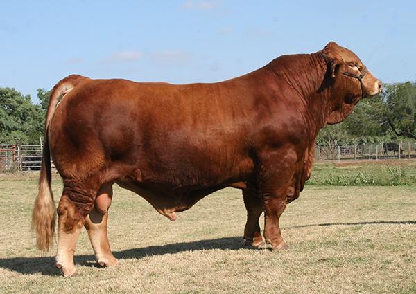 Sire - Gold Medal is the most powerful Simbrah bull we have ever seen.