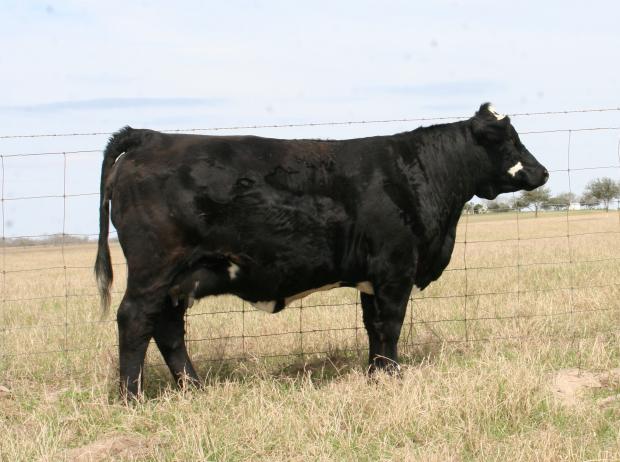 Dam - sire by famous Meyer 734, a great producer of clubby Sim-Angus cattle