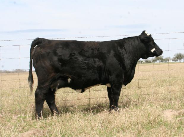 Dam - sire by famous Meyer 734, a great producer of clubby Sim-Angus cattle