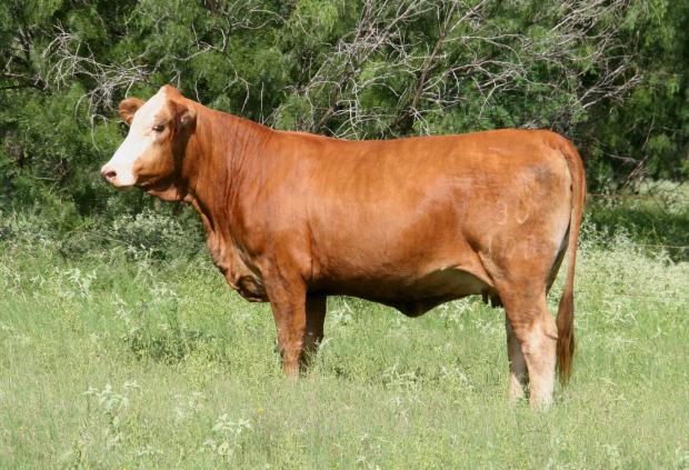 Dam - one of best 3/4 x 1/4 cows
