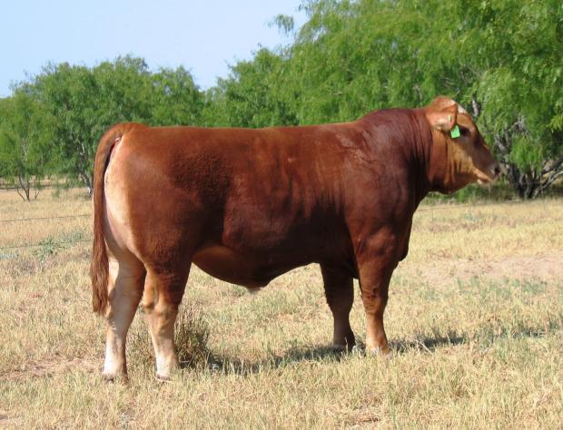 Maternal Grandsire - bough from Ankony Farms in Georgia 