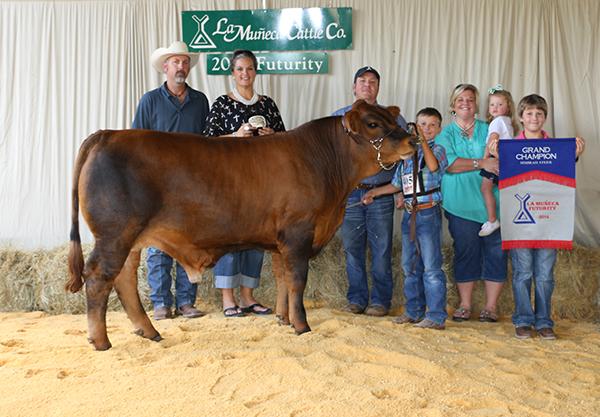 Typical Braveheart Champion Steer