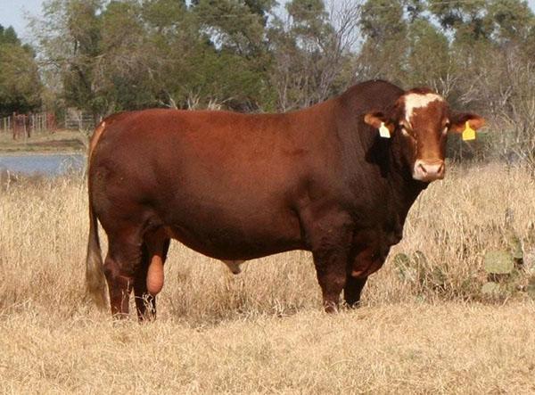 Sire - LMC RFI Smith Red Bullet - 2005 International Champion Simbrah bull.