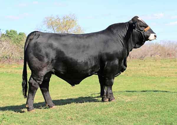 Sire - the champion LMC BBS Manziel, a top carcass sire. Jenny Walker x Rajin Cajun son.