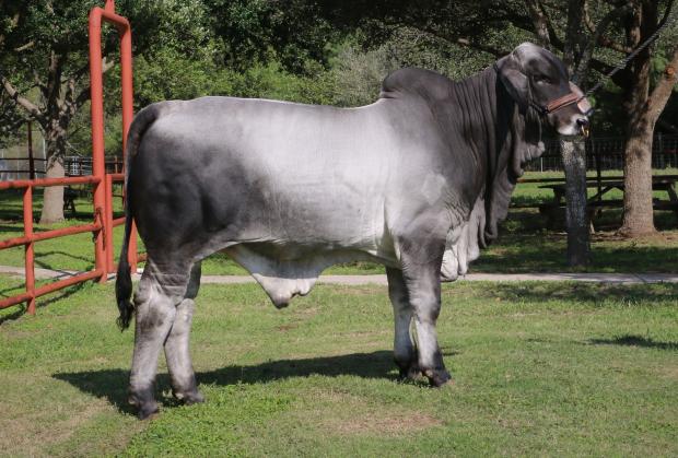 LMC LF Polled Ace - Maternal brother co-owned with Toby Cantu Family