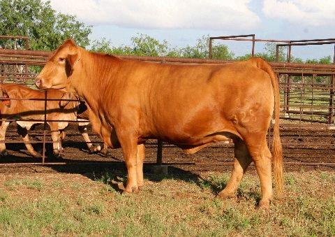 Donor dam of herd bulls, donor daughters and National Champions