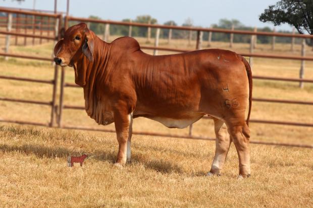 Daughter: VL Elena 4/165 / Calf Champion at the Blue Bonnet Kick of Classic