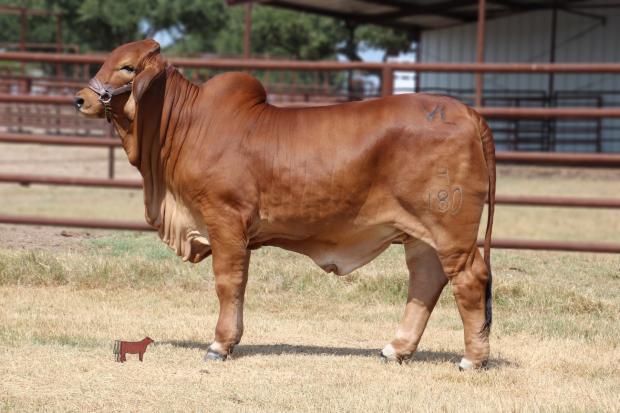 Daughter: VL Elena 4/180 / 2015 Class Winner & Reserve Calf Champion: Washington County Fair 