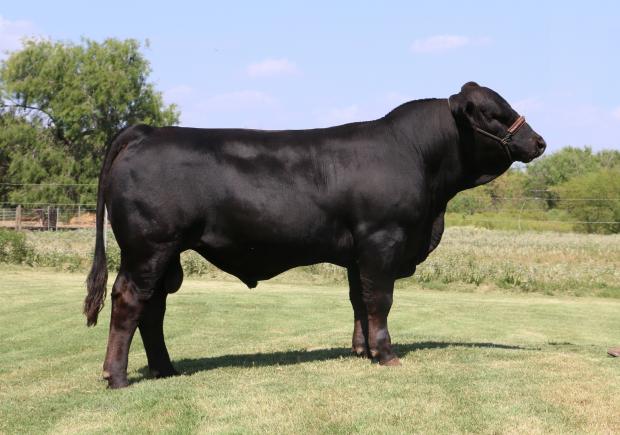 Sire - LMC LF Making Dreams - 3/4 x 1/4 Dream Girl son owned by Hensgens Bros. 