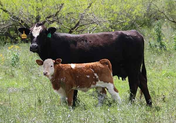 Dam - a top champion producing 6G Cow sired by LMC What a Bull, son of the great TMS What A Lady