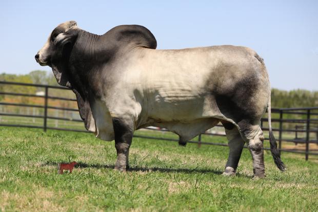 Sire - Mature Bull Picture