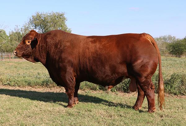 Sire - LMC BBS Primo - semen available