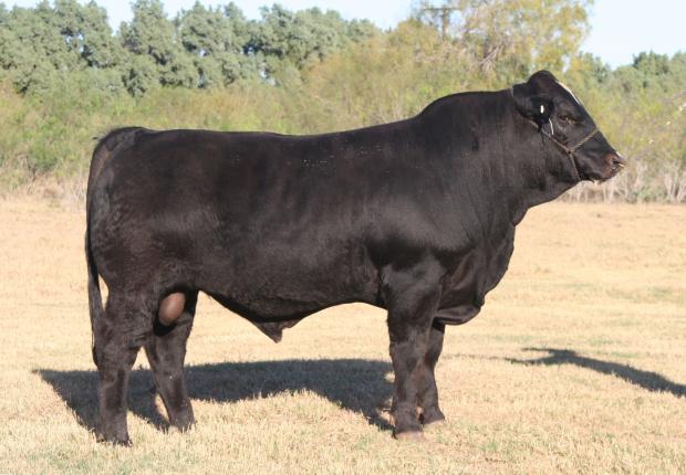 Maternal Grandsire - LMC What a Bull - semen available