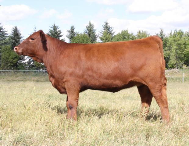 Full sib to embryo's- Lot 1 Red Northline Reba 441B