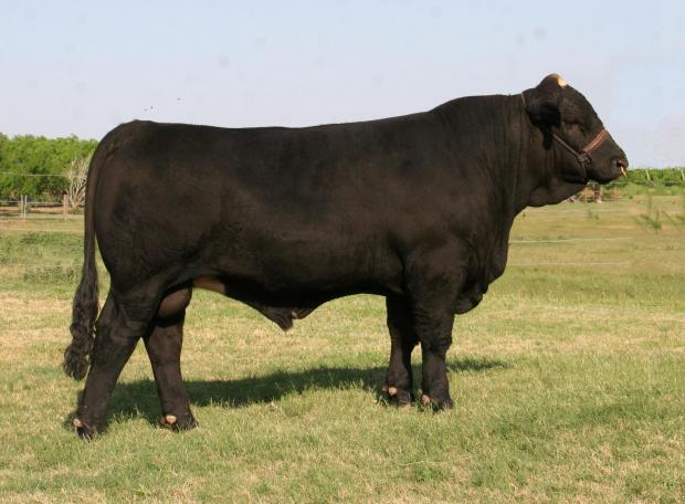 Sire - LMC Cuervo - full sib to the popular LMC ATZ Dr. Feel Good