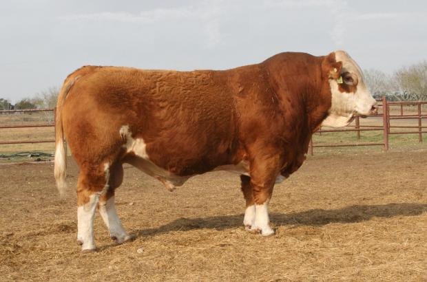 Maternal Grandsire - JE Eli - Full Fleck BEEF MACHINE owned by Alvaro Gonzalez