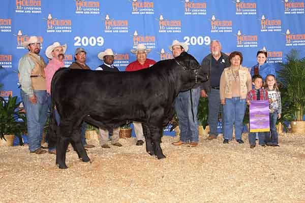 Sire - Houston Calf Champion - LMC WFC Moose, full sib to the famous LMC WFC Dream Girl