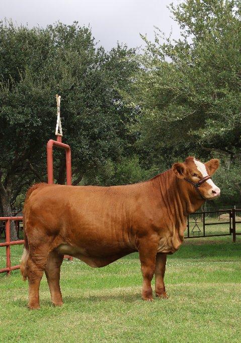 LMC Lucky Charm - Champion full sister donor owned by La Muneca Flores