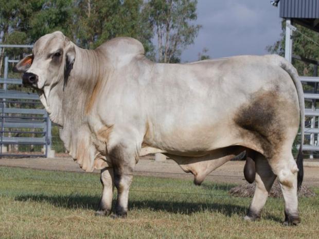 Sire - Bardia Ambassador - bred in Australia